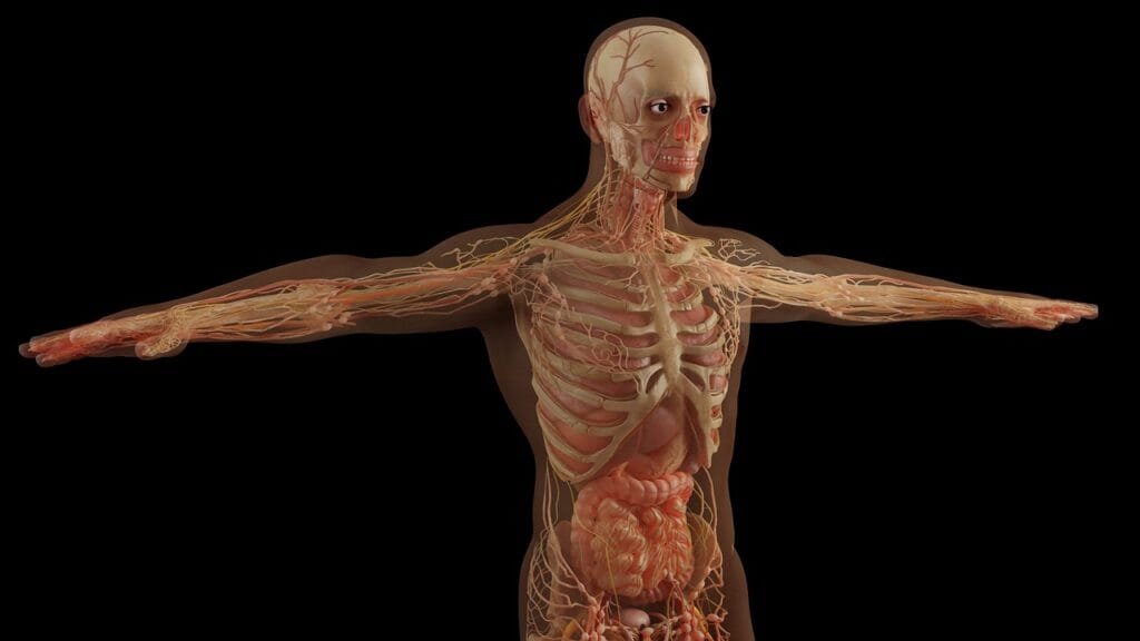 anatomy, skull, skeleton, muscles, organs, human organs, science, health, human, bones, nerves, human body, body, man, medical, 3d, model, adult, 3d render, anatomy, human body, human body, human body, human body, human body