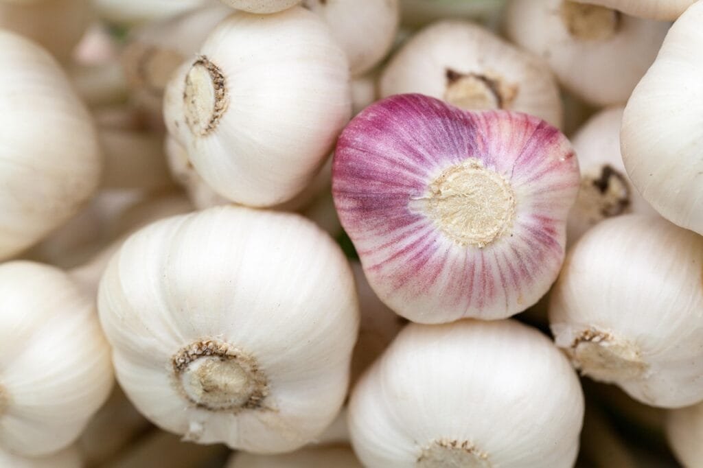 garlic, bulbs, vegetables, produce, harvest, organic, fresh, garlic heads, garlic bulbs, ingredient, aromatic, food, food photography, garlic, garlic, garlic, garlic, garlic