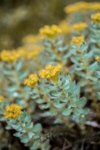 succulent, flowers, colors, plant, nature, flower background, floral, garden, pattern, botanical, yellow, rhodiola rosea, adaptogen, beautiful flowers, medicine, natural, rhodiola rosea, rhodiola rosea, rhodiola rosea, rhodiola rosea, flower wallpaper, rhodiola rosea