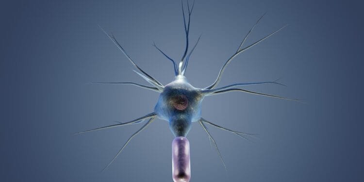 neuron, cyton, dendrites, science, nerve, anatomy, biology, medical, neuron, neuron, neuron, neuron, neuron, nerve, nerve