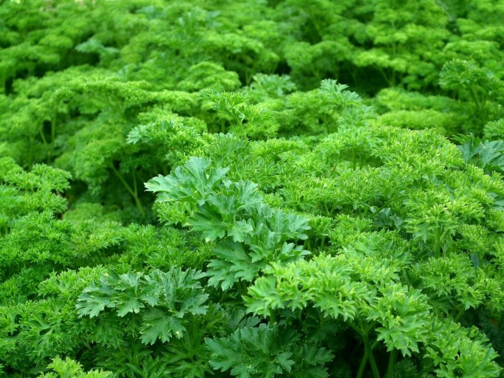 Close-up view of vibrant green parsley leaves, showcasing their lush texture and freshness.