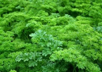 Close-up view of vibrant green parsley leaves, showcasing their lush texture and freshness.
