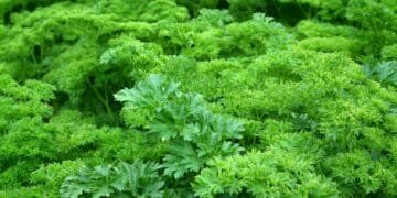 Close-up view of vibrant green parsley leaves, showcasing their lush texture and freshness.