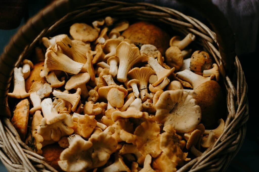 A close-up shot of fresh Chanterelle mushrooms in a woven basket, perfect for culinary uses.