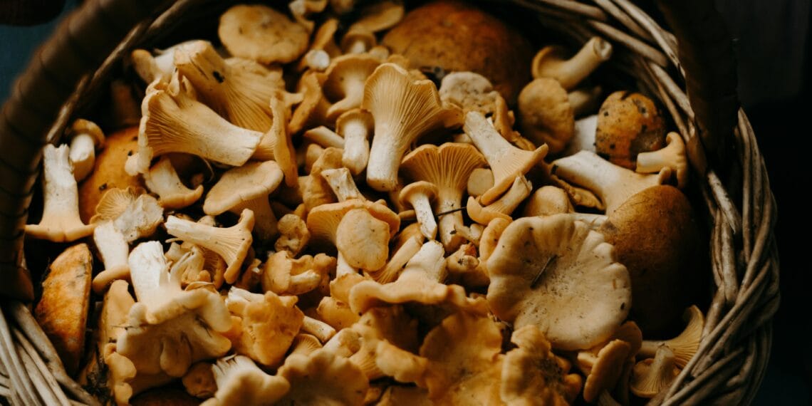 A close-up shot of fresh Chanterelle mushrooms in a woven basket, perfect for culinary uses.
