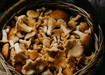 A close-up shot of fresh Chanterelle mushrooms in a woven basket, perfect for culinary uses.