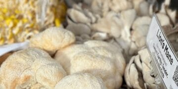 A variety of gourmet mushrooms, including Lion's Mane, displayed in a rustic wooden crate.