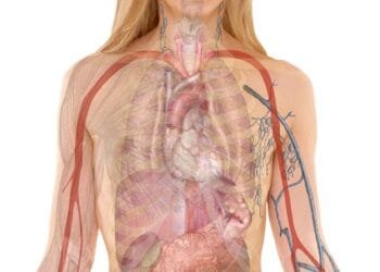 anatomy, woman, human, body, skin, organs, schema, lung, biology, teaching, people, science, medicine, nursing, anatomy, anatomy, anatomy, human, human, body, body, body, body, body, biology, teaching, people, science, science, science, medicine