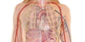 anatomy, woman, human, body, skin, organs, schema, lung, biology, teaching, people, science, medicine, nursing, anatomy, anatomy, anatomy, human, human, body, body, body, body, body, biology, teaching, people, science, science, science, medicine