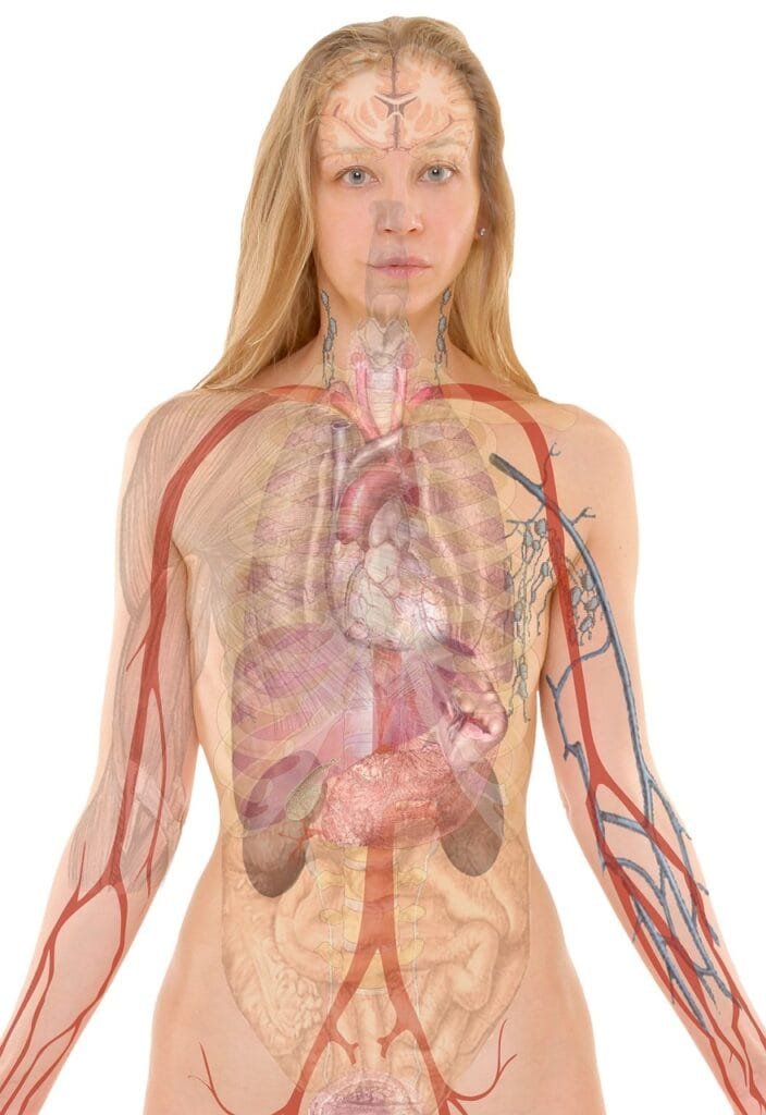 anatomy, woman, human, body, skin, organs, schema, lung, biology, teaching, people, science, medicine, nursing, anatomy, anatomy, anatomy, human, human, body, body, body, body, body, biology, teaching, people, science, science, science, medicine