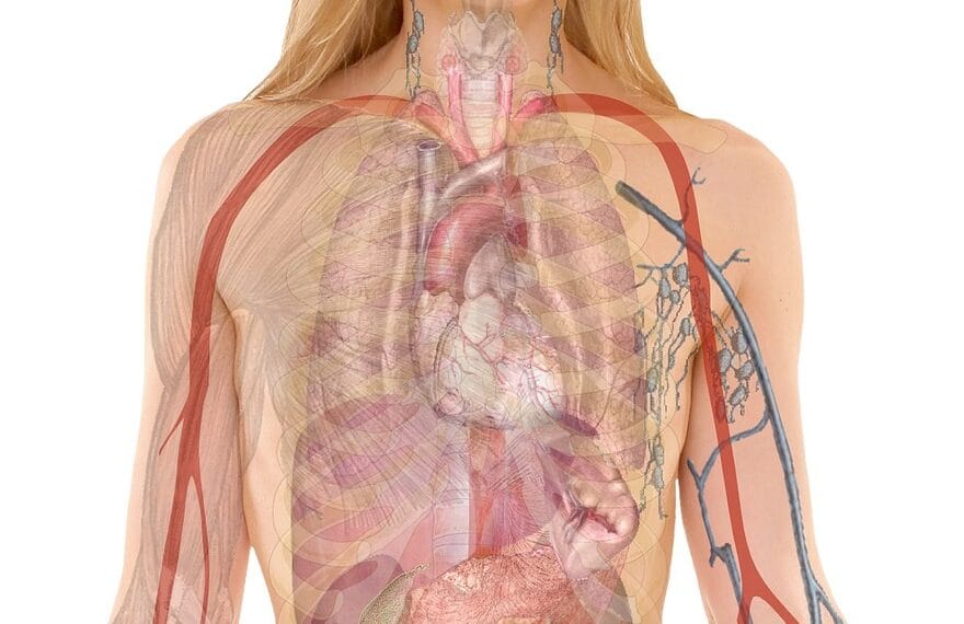 anatomy, woman, human, body, skin, organs, schema, lung, biology, teaching, people, science, medicine, nursing, anatomy, anatomy, anatomy, human, human, body, body, body, body, body, biology, teaching, people, science, science, science, medicine